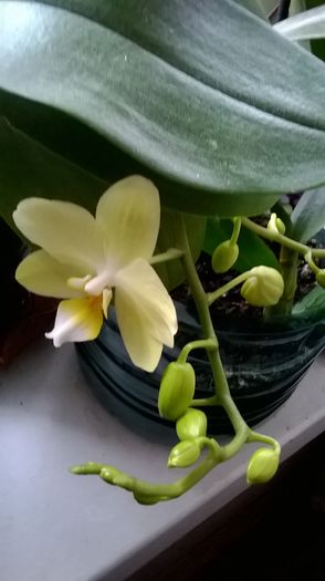 WP_20160312_09_38_22_Pro - Orhidee