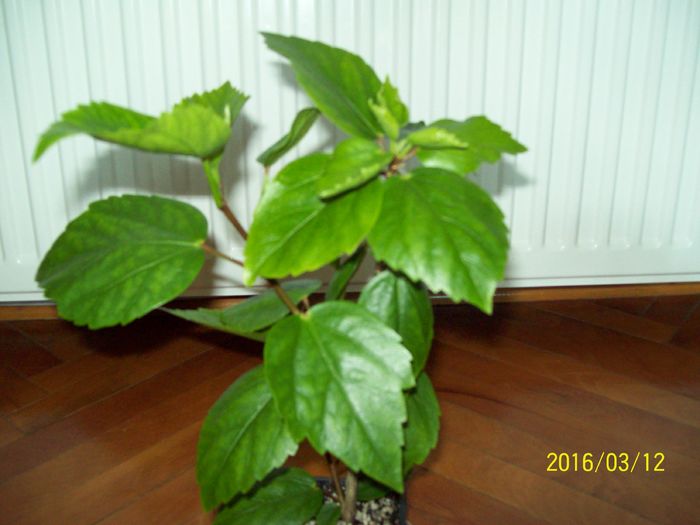 Koenig; pentru EuLiliakia
