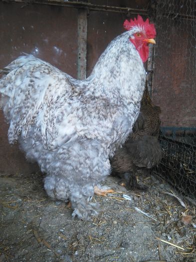 IMG_20160312_111543; Cocos Cochin Urias Barat 2014 din , linia germana a lui Gica80.
