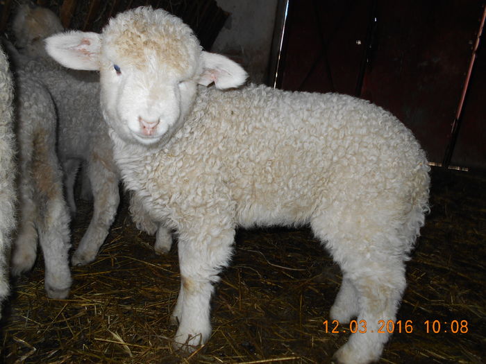 Picture 291 - Productia De Miei 2016