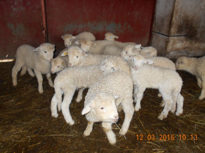 Picture 299 - Productia De Miei 2016