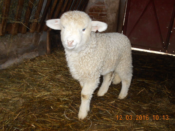 Picture 300 - Productia De Miei 2016