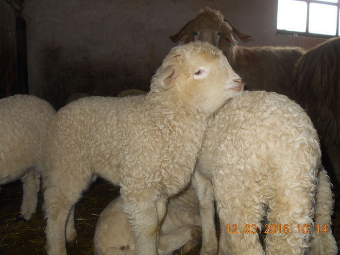 Picture 304 - Productia De Miei 2016