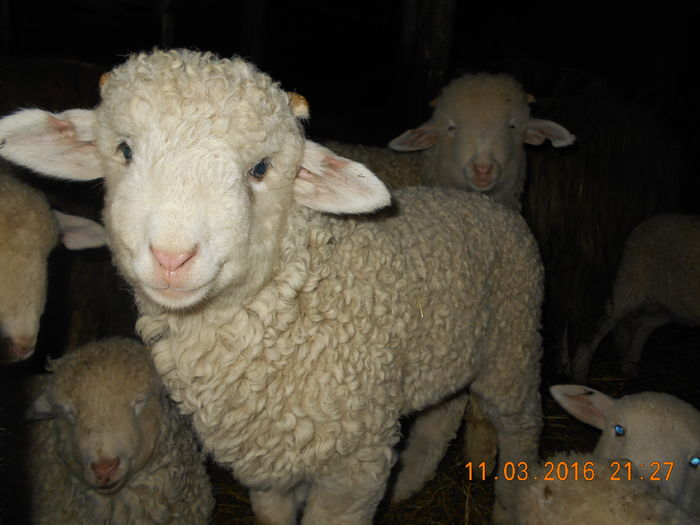 Picture 243 - Productia De Miei 2016