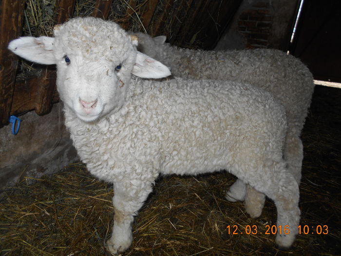 Picture 278 - Productia De Miei 2016