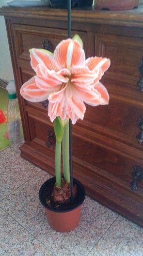 6 - Amaryllis 2016