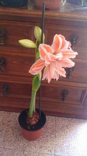 12822234_1084169464988668_1830891426_n