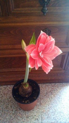 12064318_1084169368322011_1239453809_n