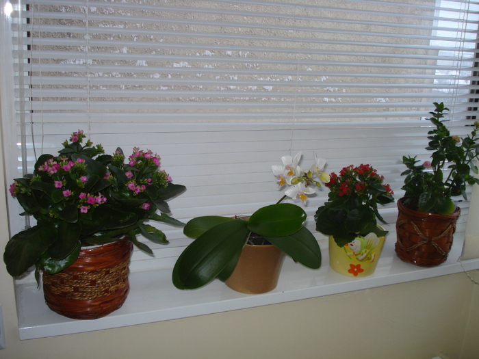 KALANCHOE SI ORHIDEE