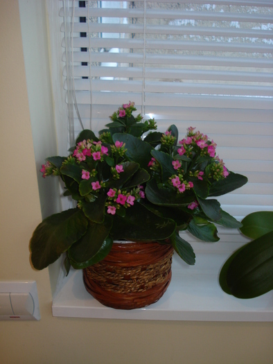 KALANCHOE