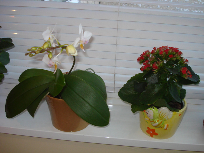 KALANCHOE SI ORHIDEE