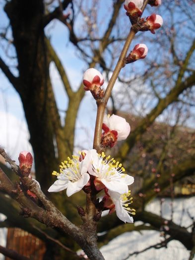 inceput de martie (26)