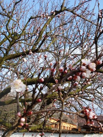 inceput de martie (27)