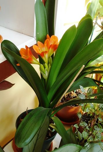 in martie (3) - clivia in 2016