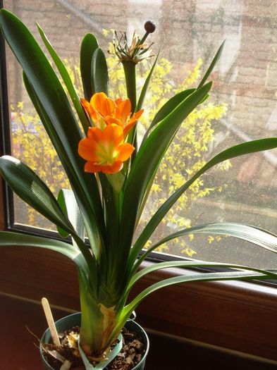 in martie (4) - clivia in 2016