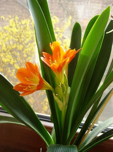 in martie (5) - clivia in 2016