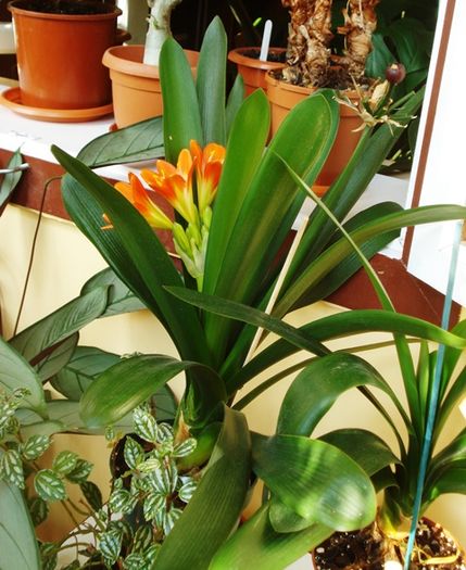 in martie (6) - clivia in 2016