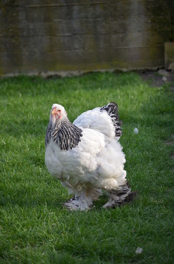 021 - gaini Brahma herminat deschis