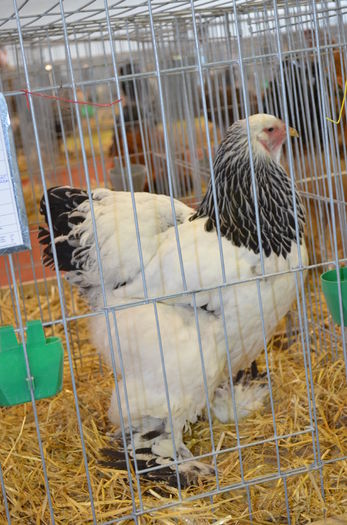 018 - gaini Brahma herminat deschis
