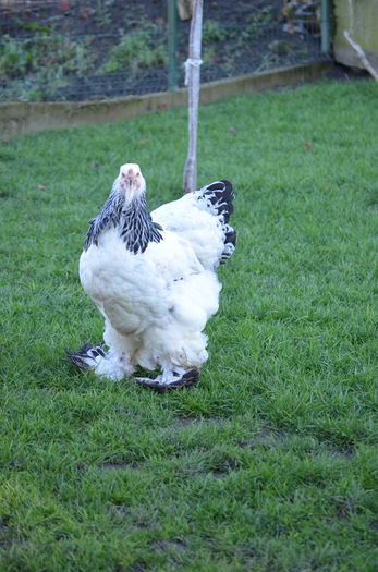 053 - gaini Brahma herminat deschis