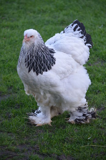 145 - gaini Brahma herminat deschis