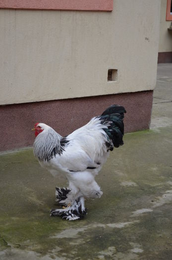 009 - gaini Brahma herminat deschis