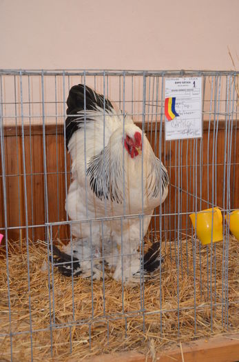 013 - gaini Brahma herminat deschis