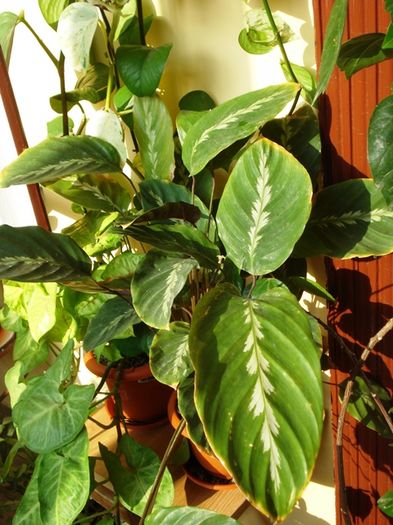 in martie 2016 - calathea misto