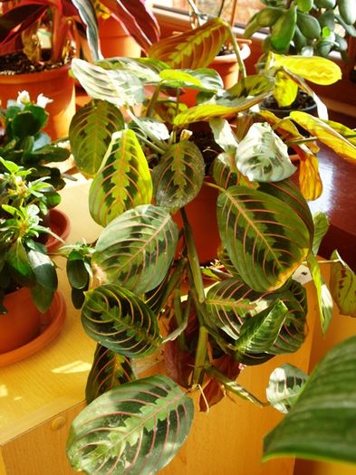 in martie 2016 - maranta tricolor