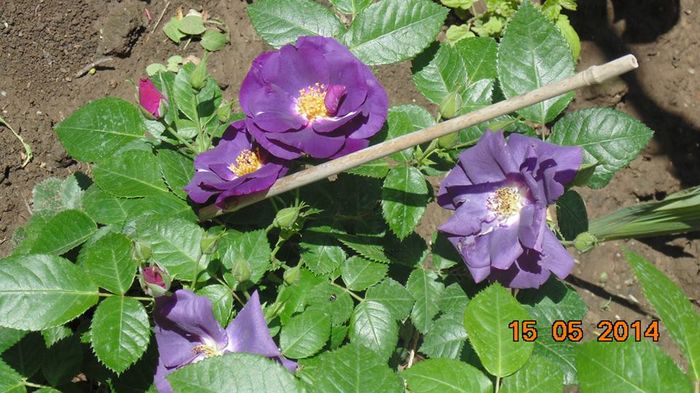 10357600_790577390982597_7823886746998959546_n