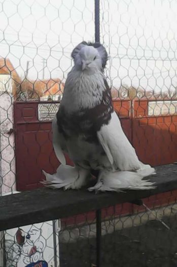 FB_IMG_1457808344801