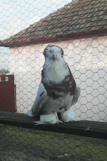 FB_IMG_1457808338093