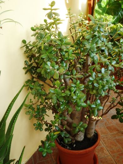 martie in interior (17) - b 2016 - in interior