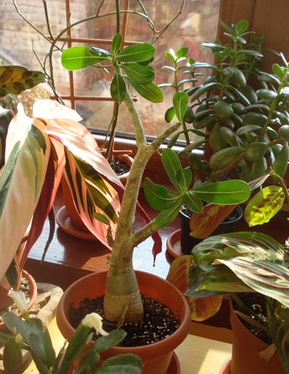 martie in interior (20)