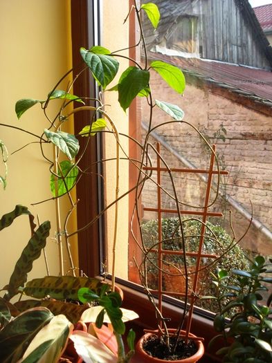 martie in interior (21)