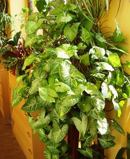 martie in interior (22)