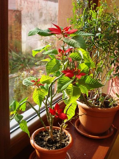 martie in interior (25)