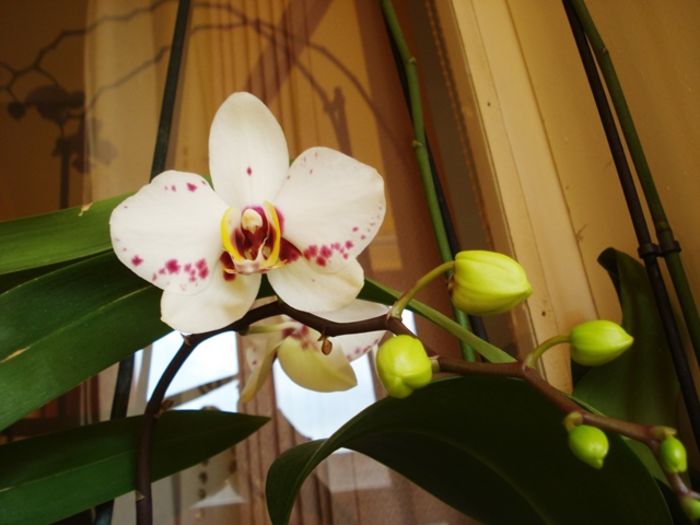 martie in interior (28) - b 2016 - in interior