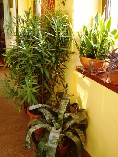 martie in interior (33)