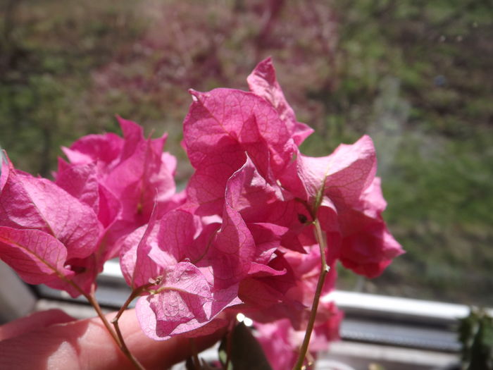 DSCF4634 - Bougainvillea