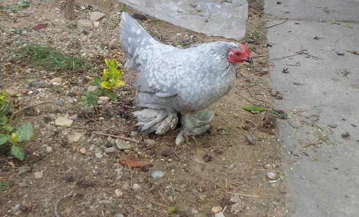 Miideflori gri perla bobat cu alb - J - Mii de flori 2015