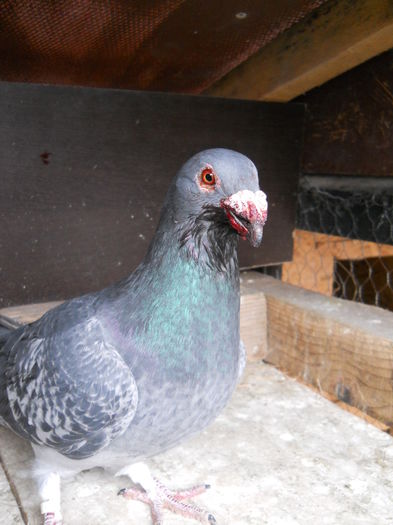 Mascul voiajor stil vechi