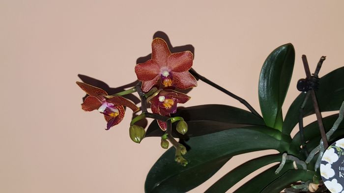  - Phalaenopsis 1