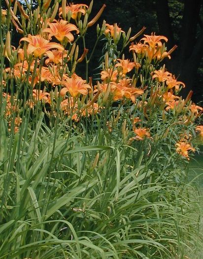 hemerocallis fulva - 3 lei; 3 lei
