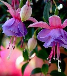 Fuchsia lantern flower 1,5 ron/buc - AAA DE VANZARE SEMINTE FLORI RARE o noua transa