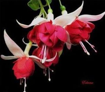 Fuchsia lantern flower 1,5 ron/buc