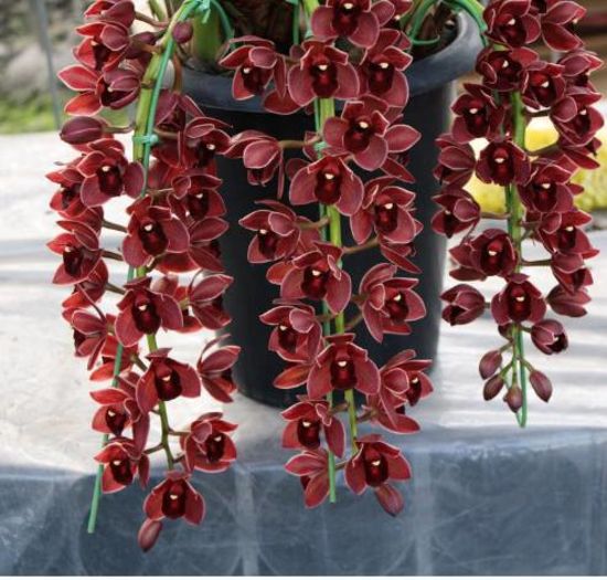 Cymbidium orchid 1,5 ron/buc