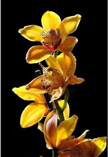 Cymbidium orchid 1,5 ron/buc - AAA DE VANZARE SEMINTE FLORI RARE o noua transa