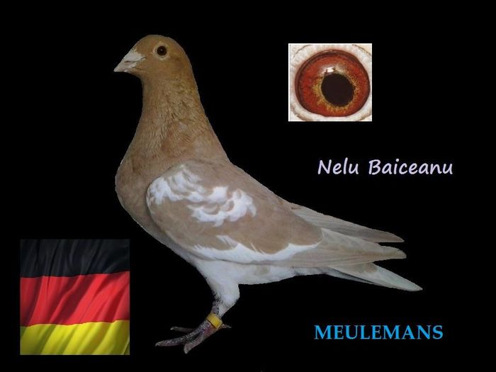  - w Voiajori meulemans