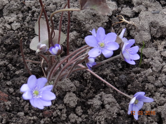 Hepatica